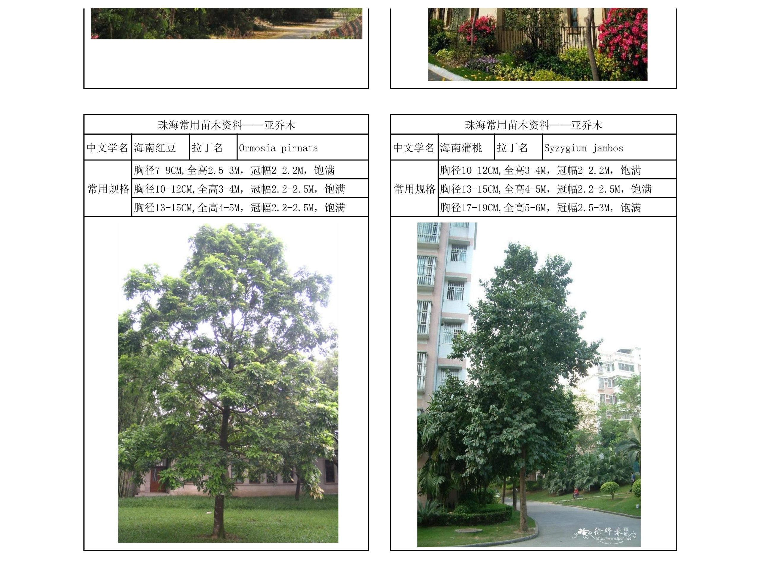 图片[20]-珠海常用苗木资料 - 由甫网-由甫网