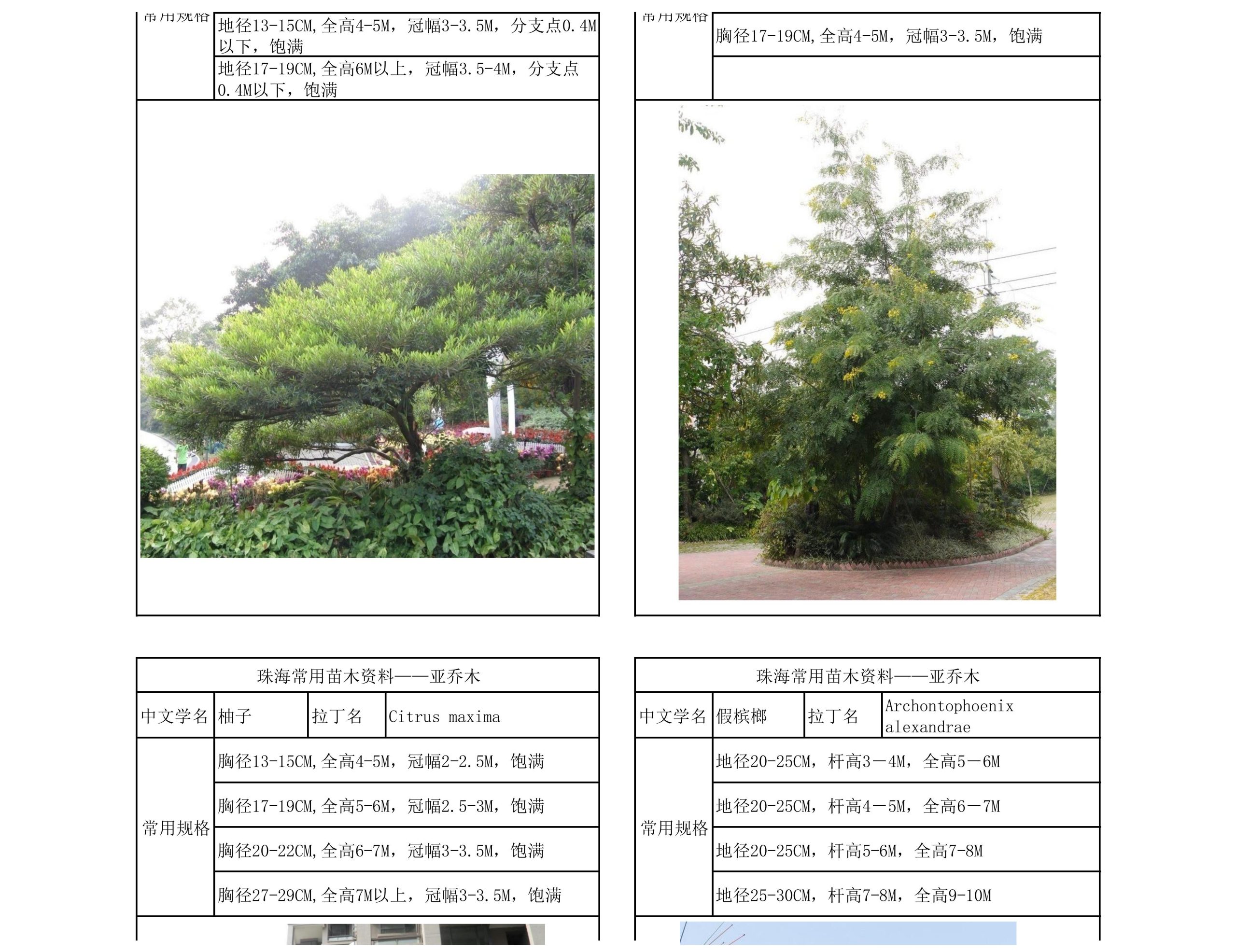 图片[22]-珠海常用苗木资料 - 由甫网-由甫网