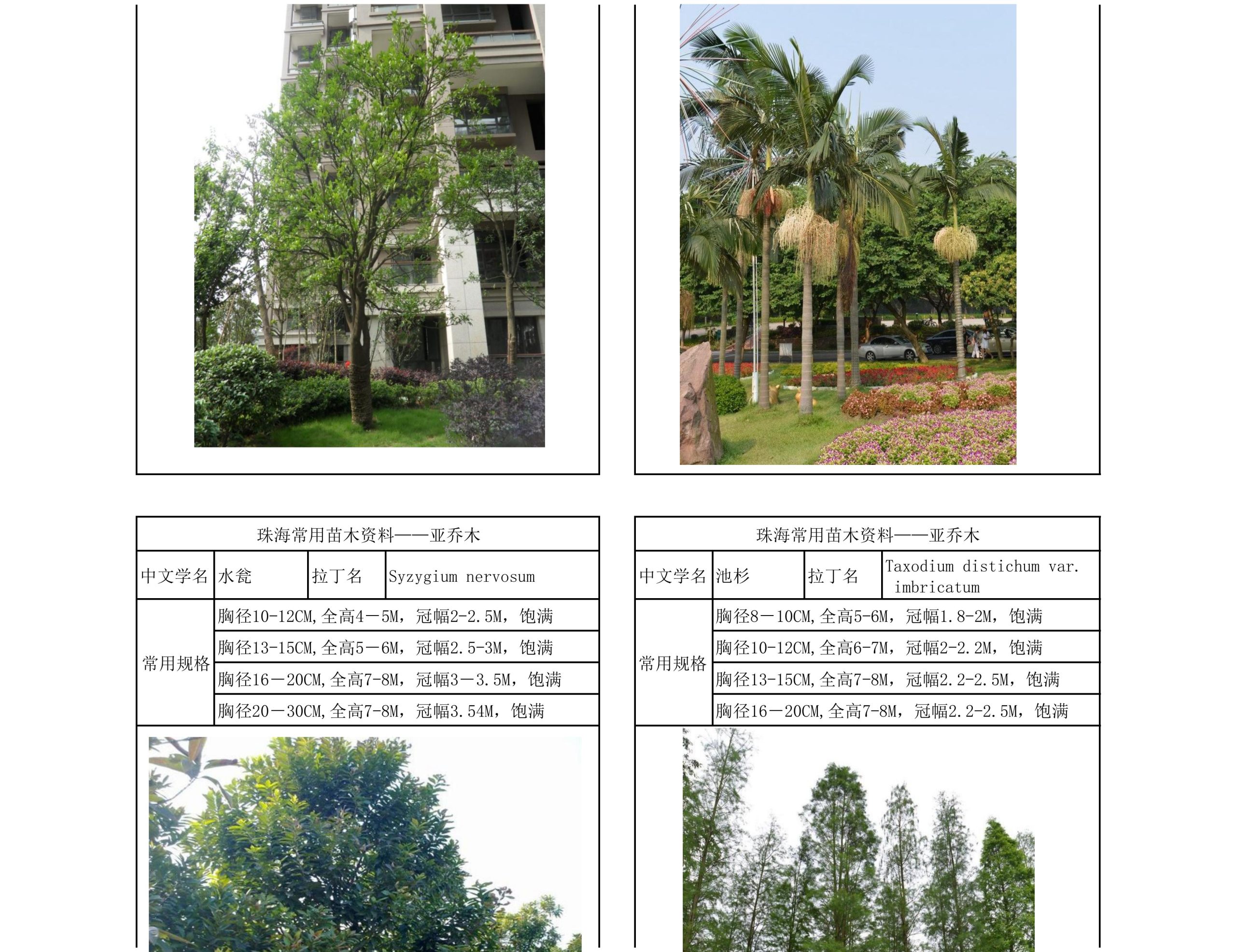 图片[23]-珠海常用苗木资料 - 由甫网-由甫网