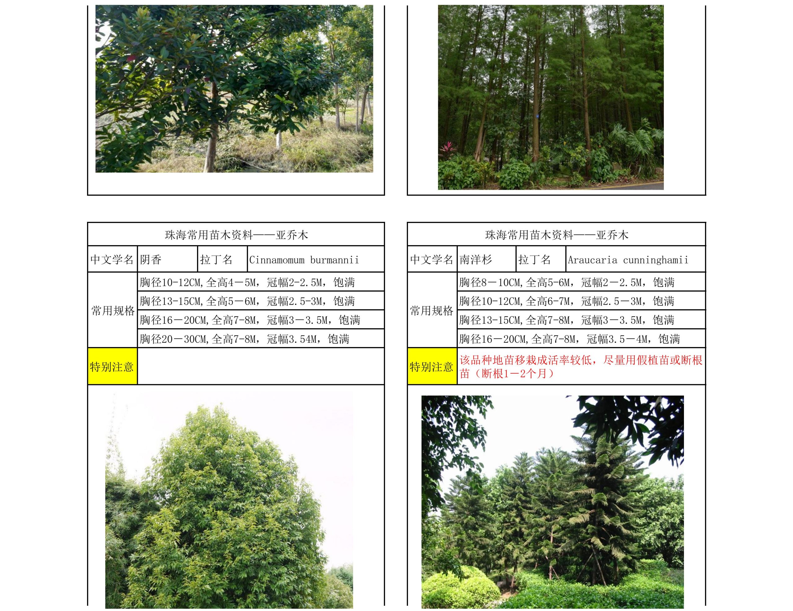 图片[24]-珠海常用苗木资料 - 由甫网-由甫网