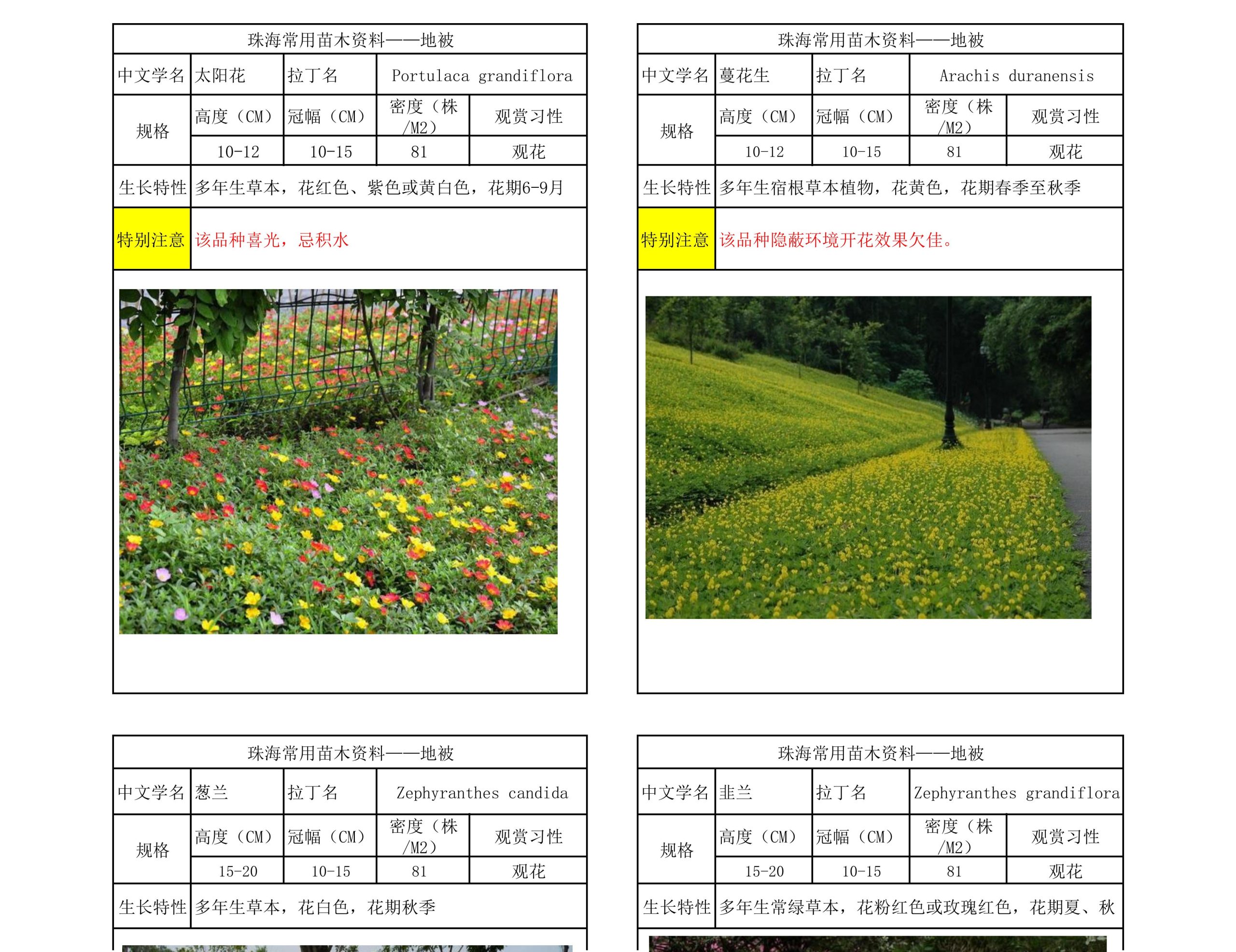 图片[26]-珠海常用苗木资料 - 由甫网-由甫网