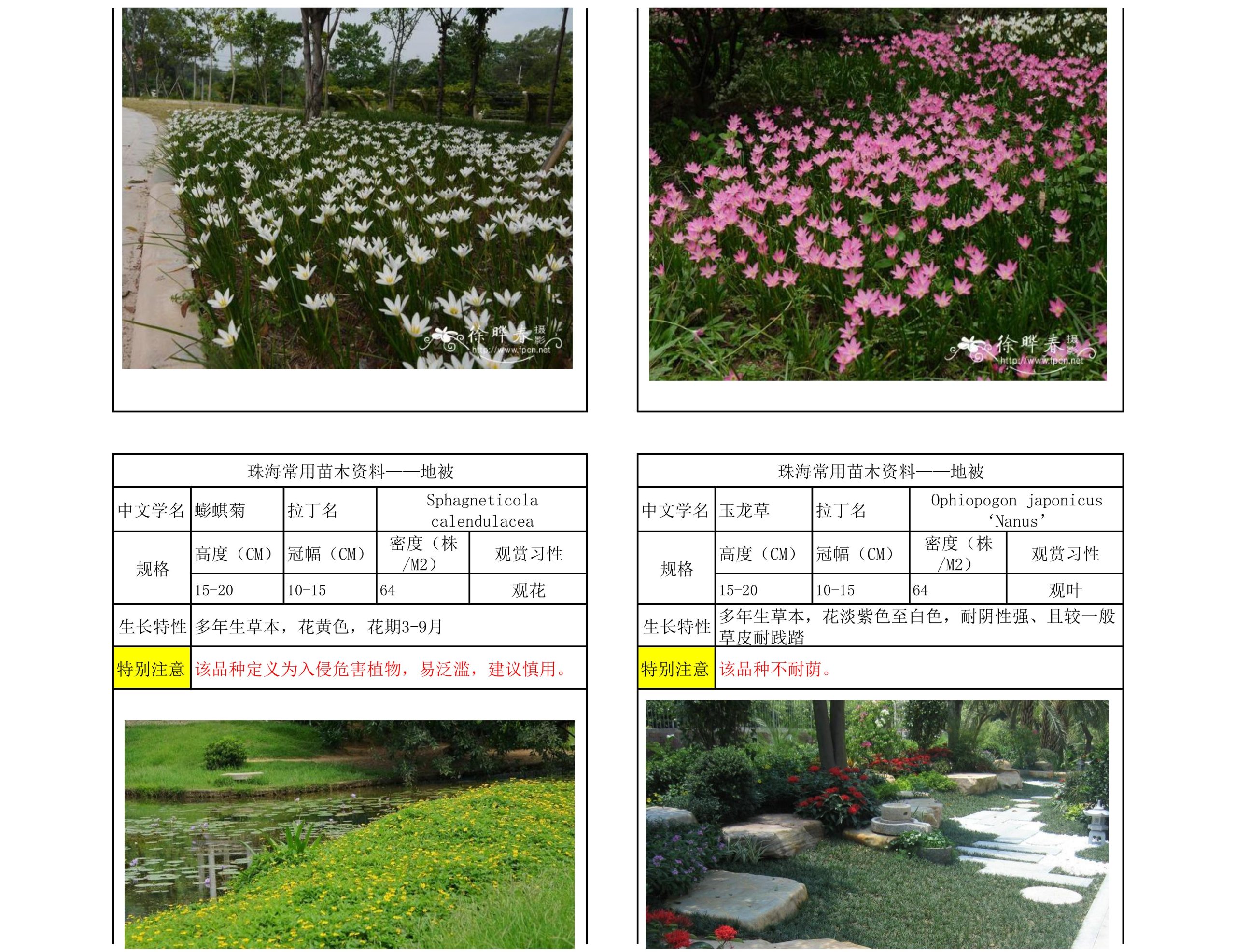 图片[27]-珠海常用苗木资料 - 由甫网-由甫网