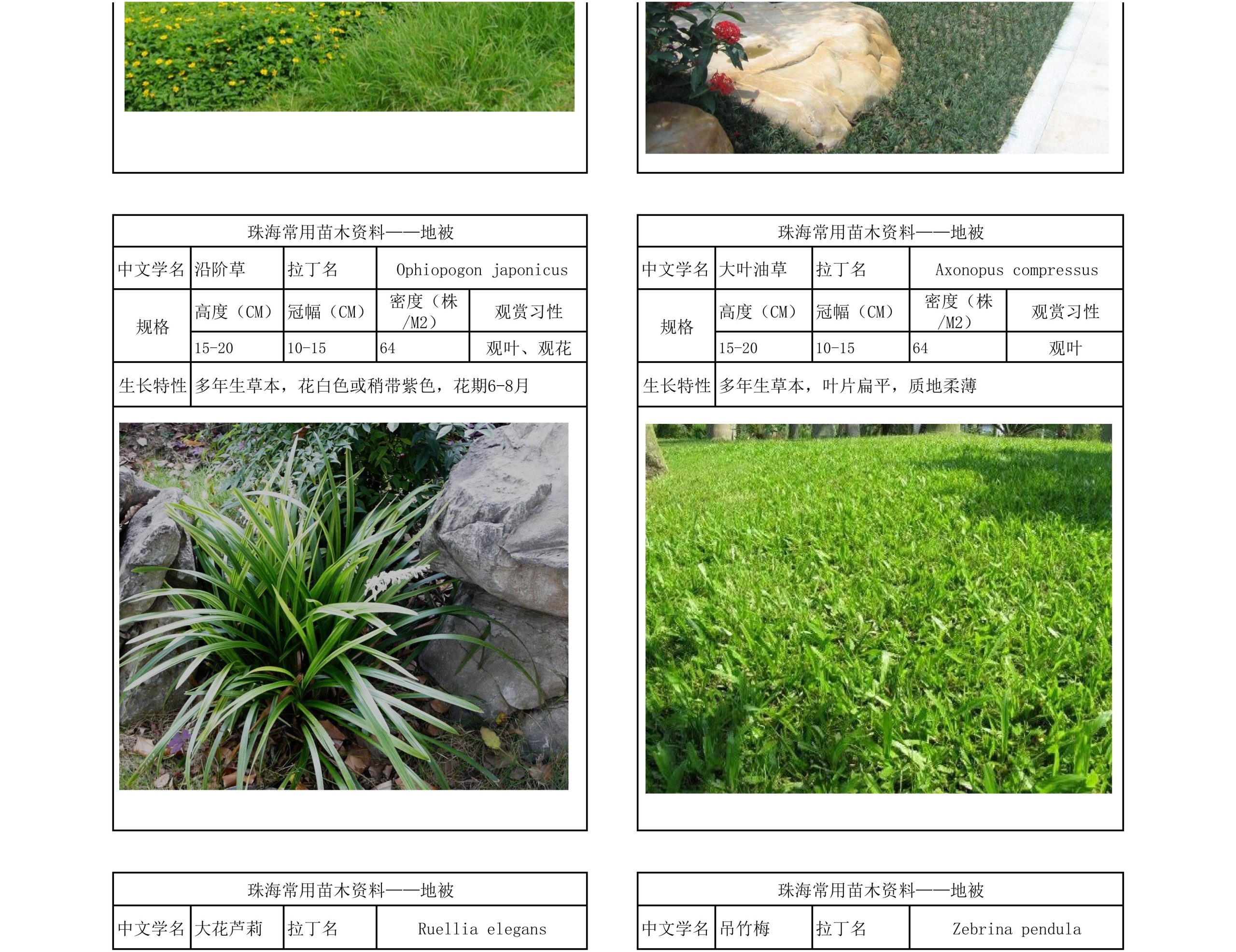 图片[28]-珠海常用苗木资料 - 由甫网-由甫网