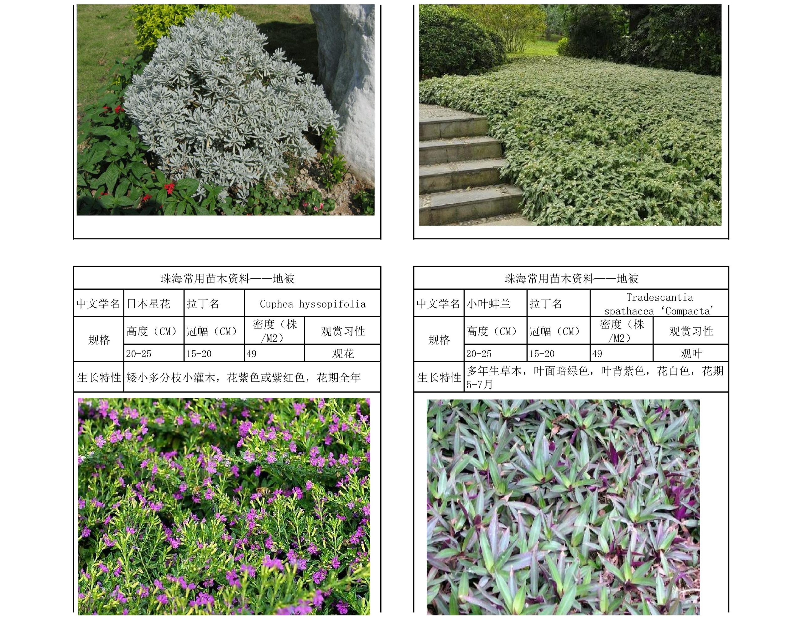 图片[30]-珠海常用苗木资料 - 由甫网-由甫网