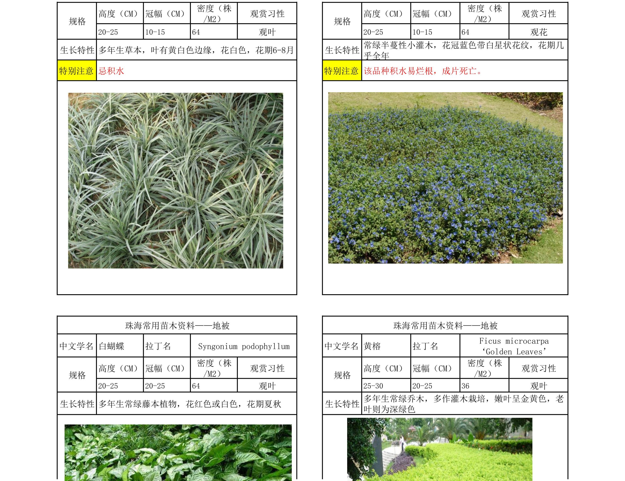 图片[32]-珠海常用苗木资料 - 由甫网-由甫网