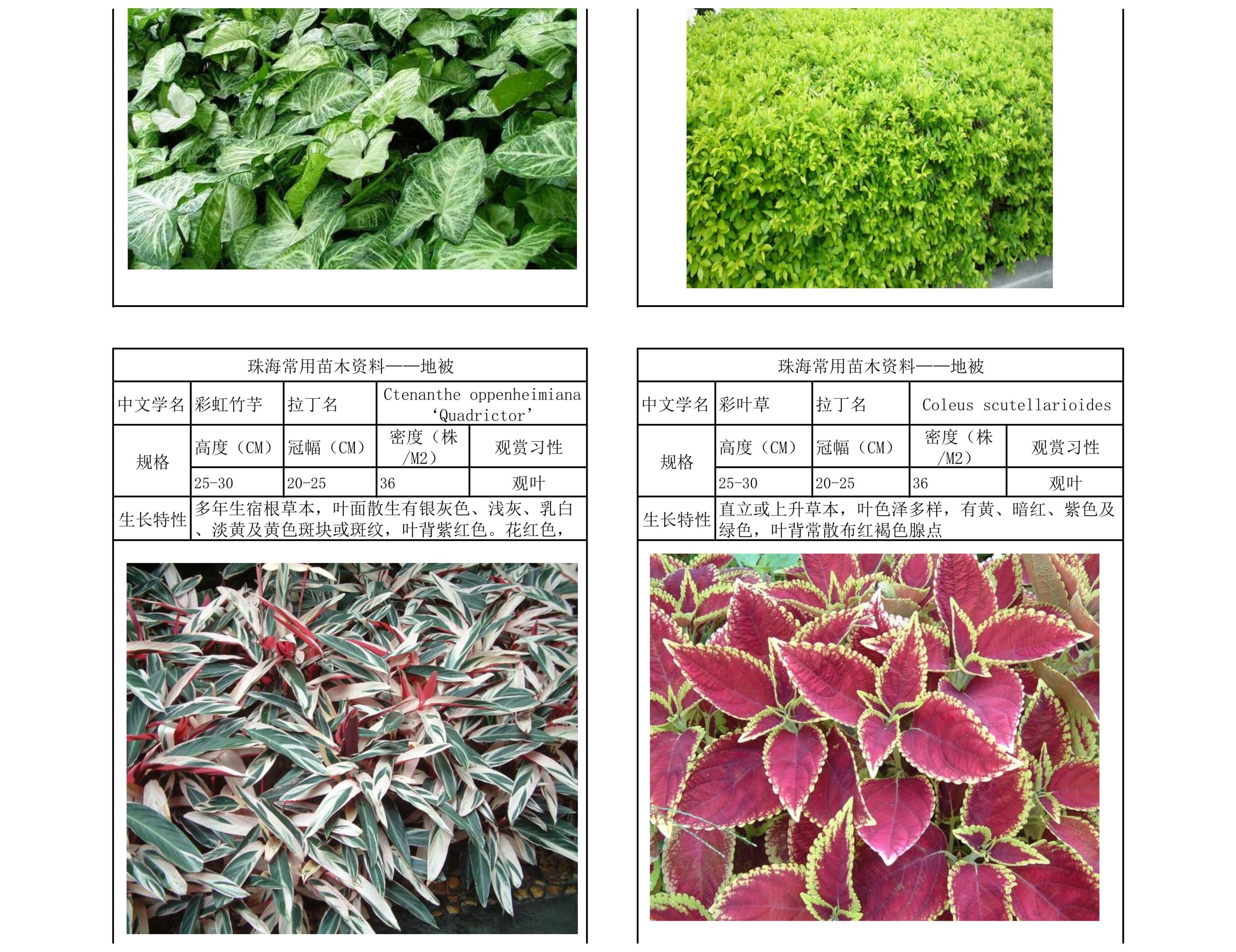 图片[33]-珠海常用苗木资料 - 由甫网-由甫网