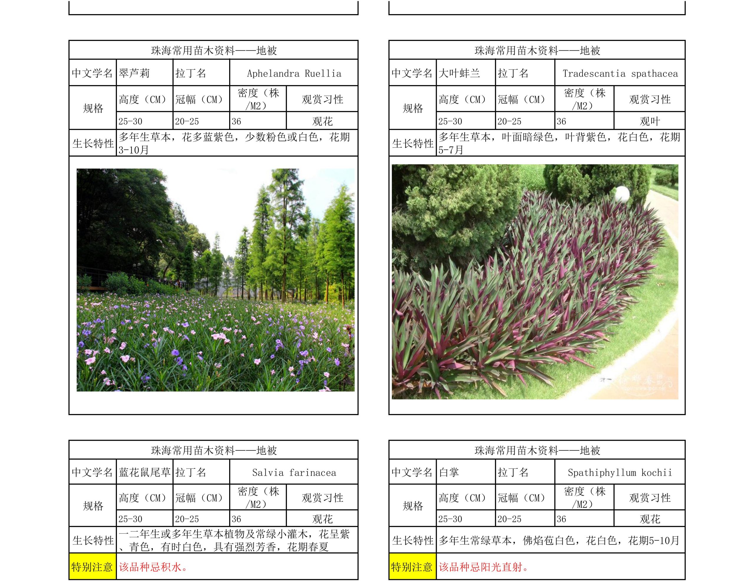 图片[34]-珠海常用苗木资料 - 由甫网-由甫网