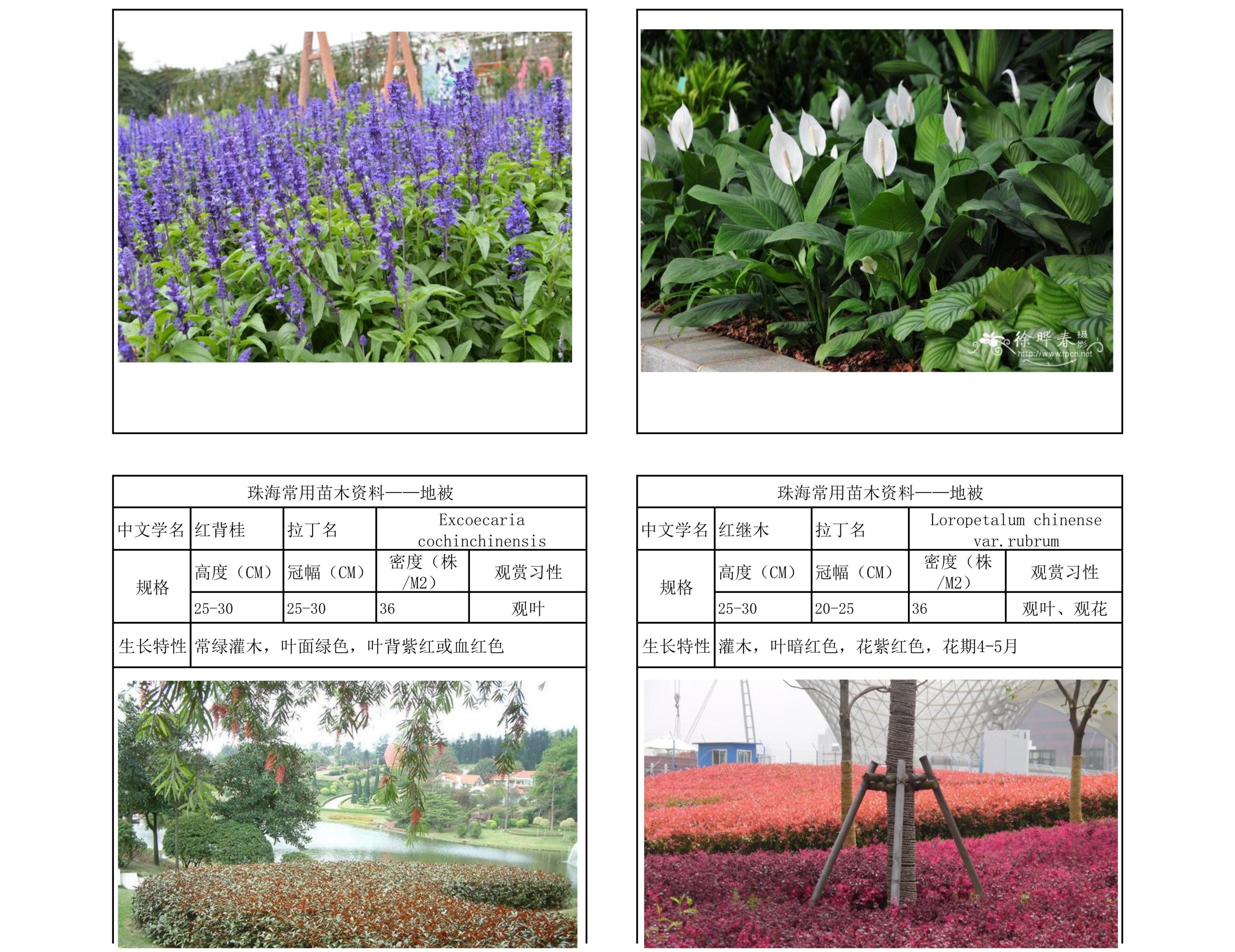 图片[35]-珠海常用苗木资料 - 由甫网-由甫网