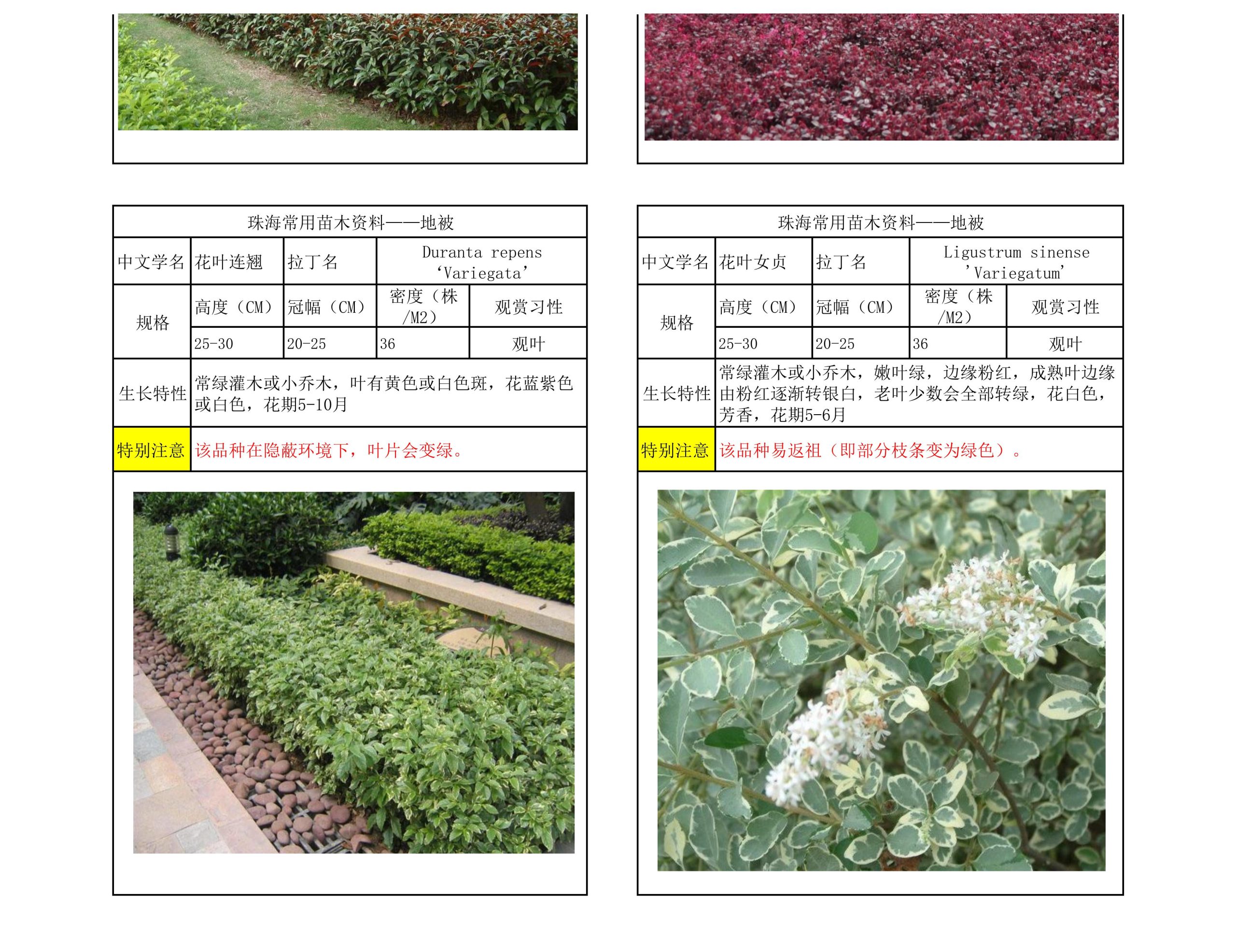 图片[36]-珠海常用苗木资料 - 由甫网-由甫网