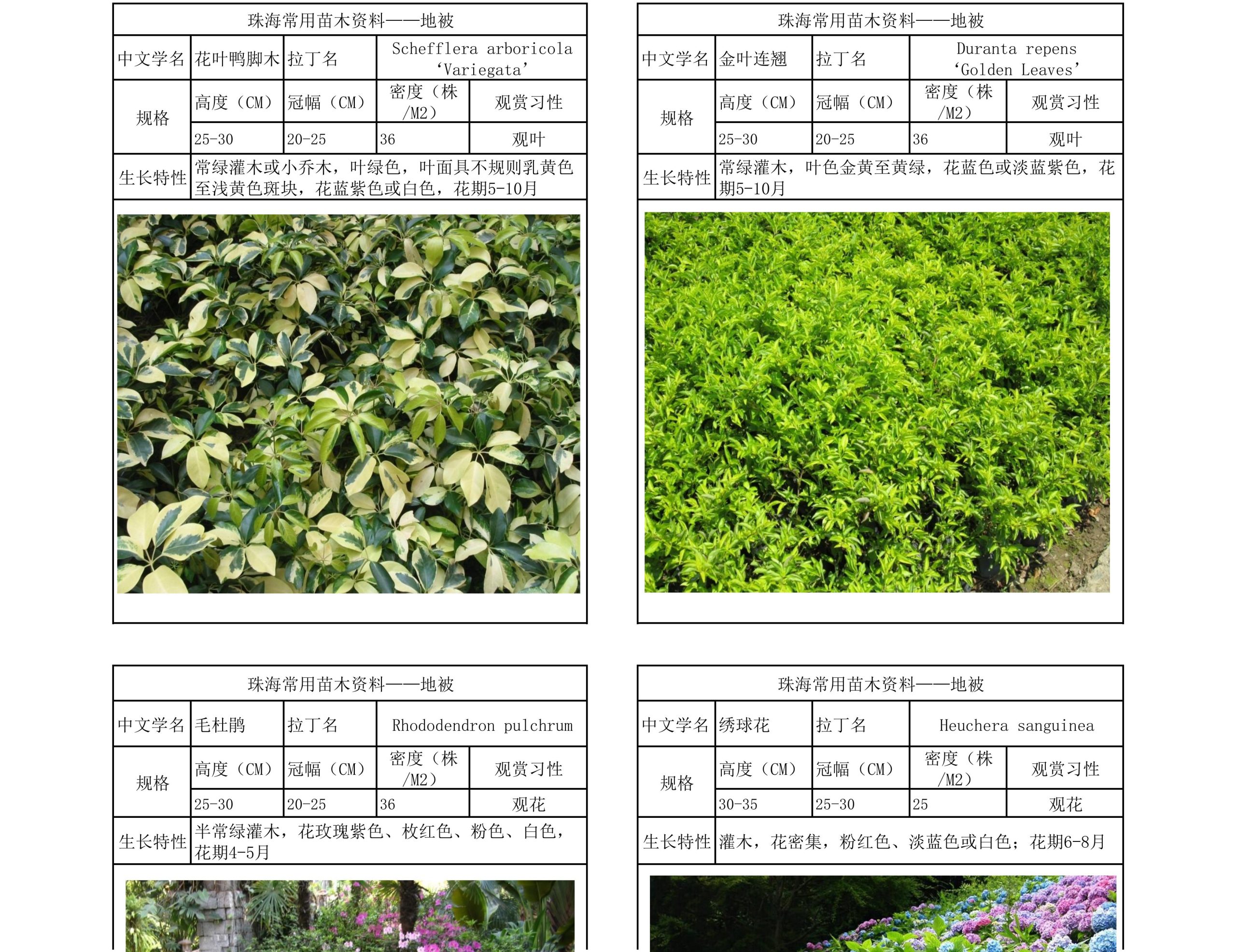 图片[37]-珠海常用苗木资料 - 由甫网-由甫网