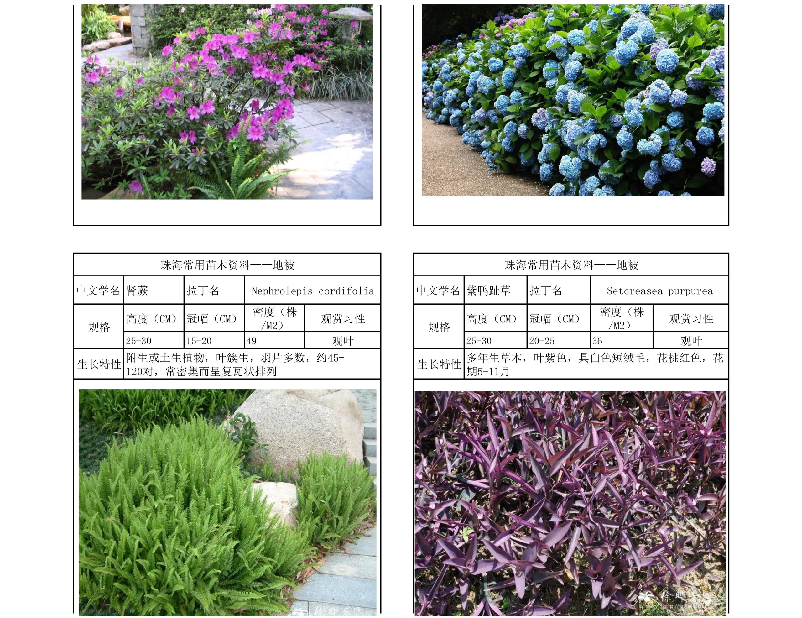 图片[38]-珠海常用苗木资料 - 由甫网-由甫网