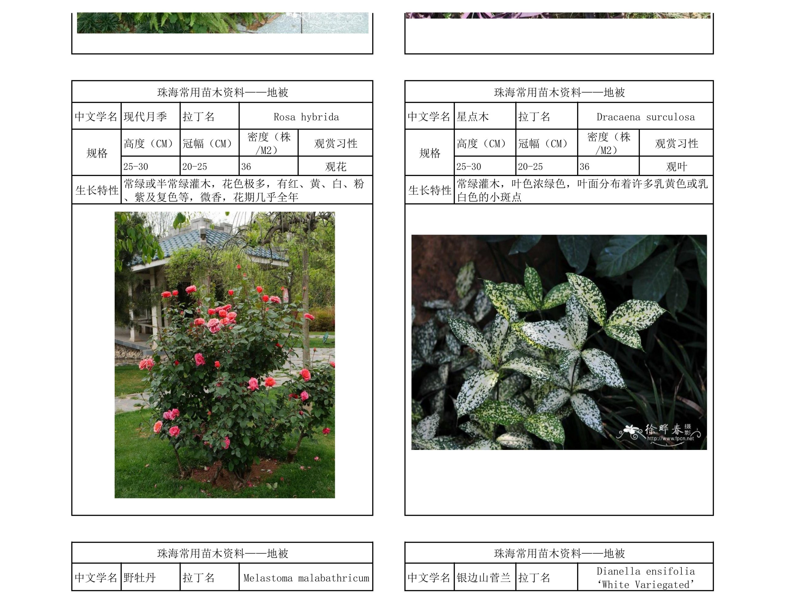 图片[39]-珠海常用苗木资料 - 由甫网-由甫网