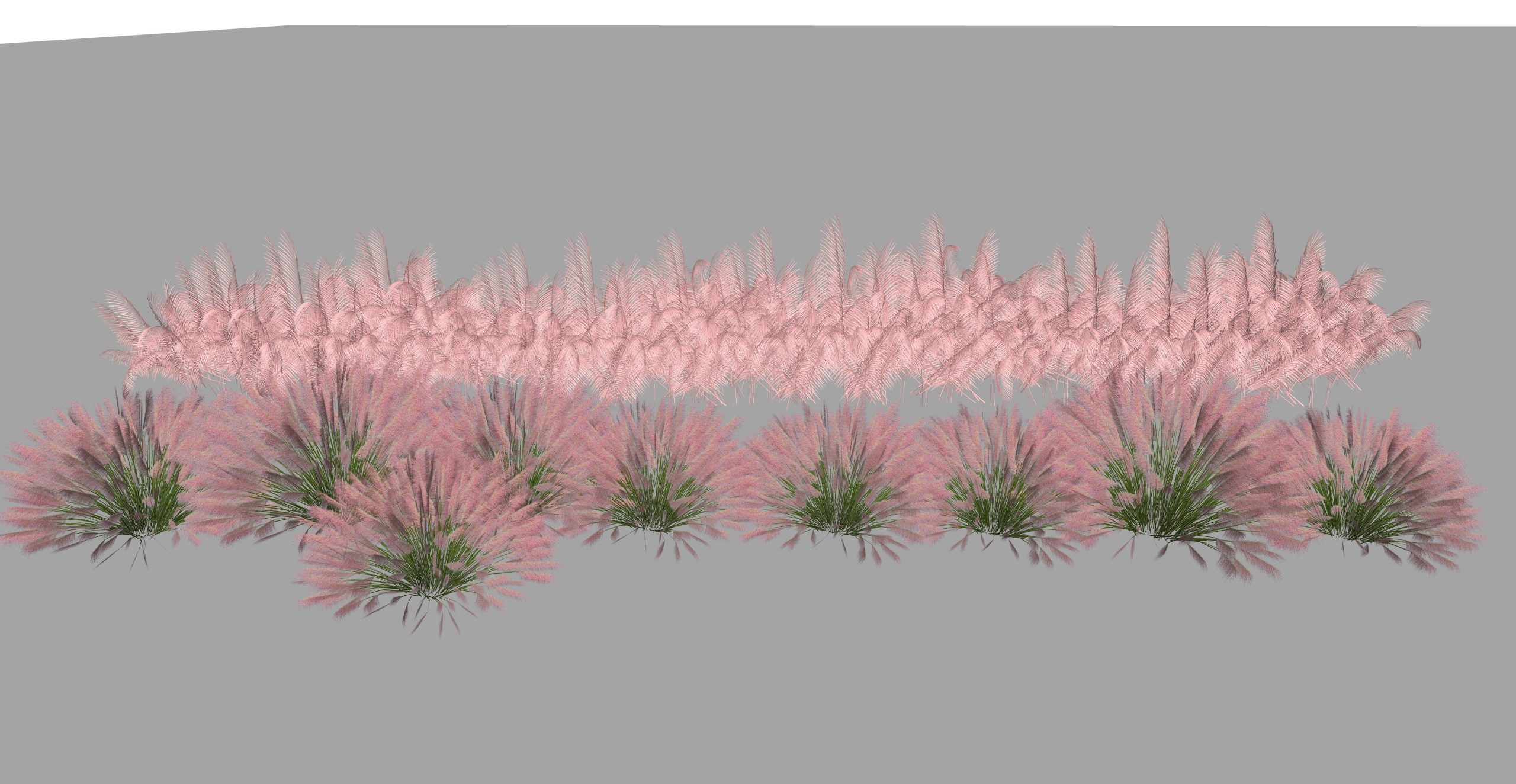 粉黛乱子花粉红羽毛草-由甫网
