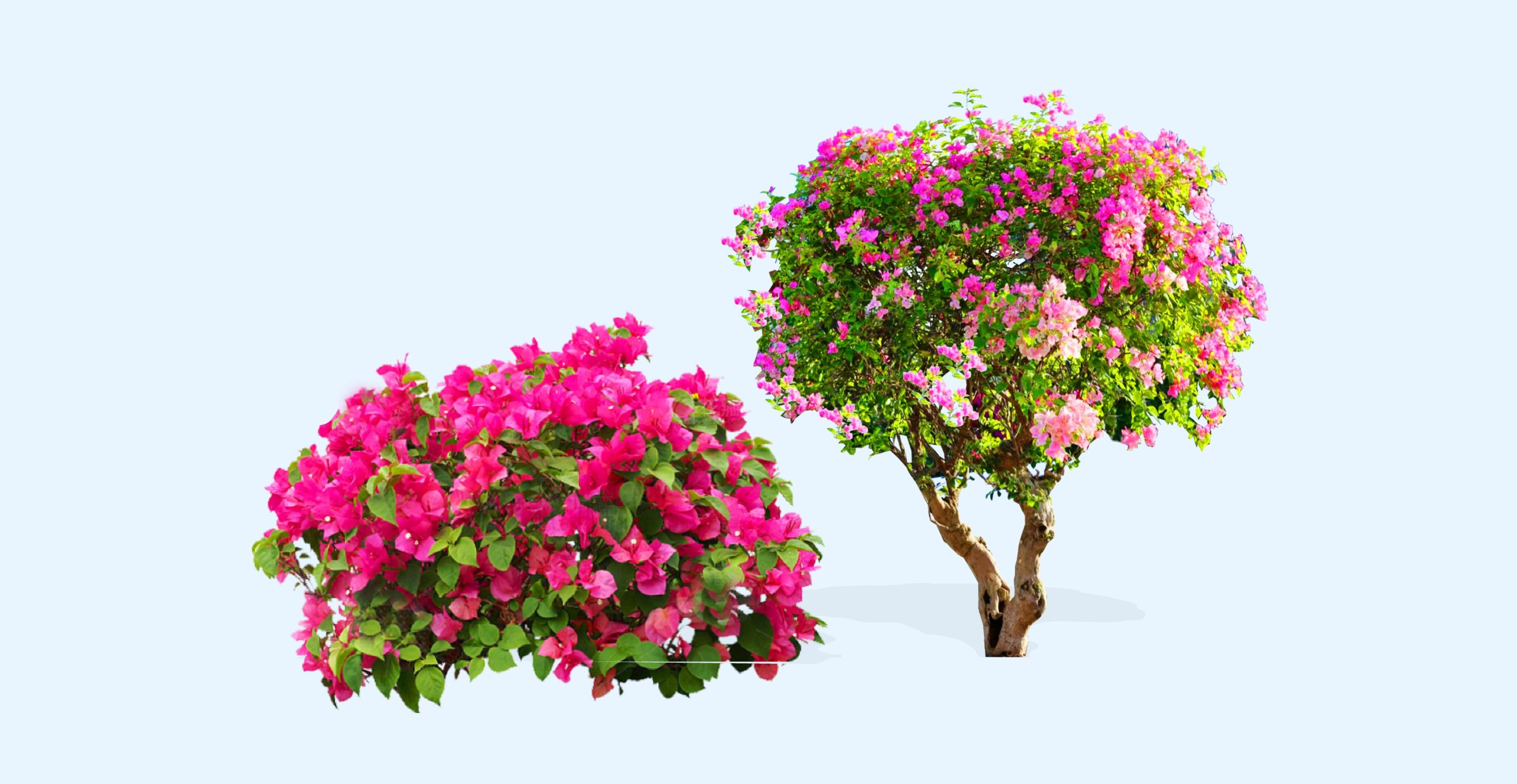 灌木_造型三角梅_三角梅球灌木_造型勒杜鹃_五雀三角梅_树状三角梅-由甫网