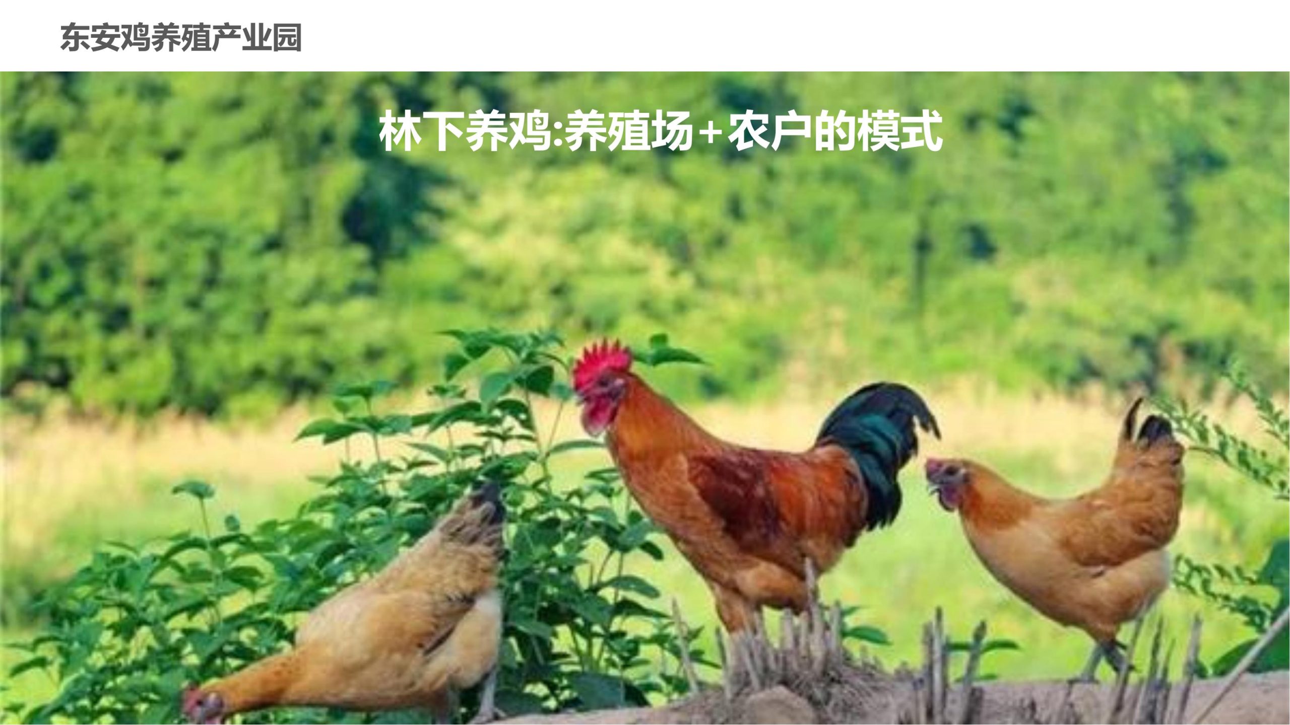 图片[70]-永州湘江湾田园综合体概念规划沟通方案 - 由甫网-由甫网