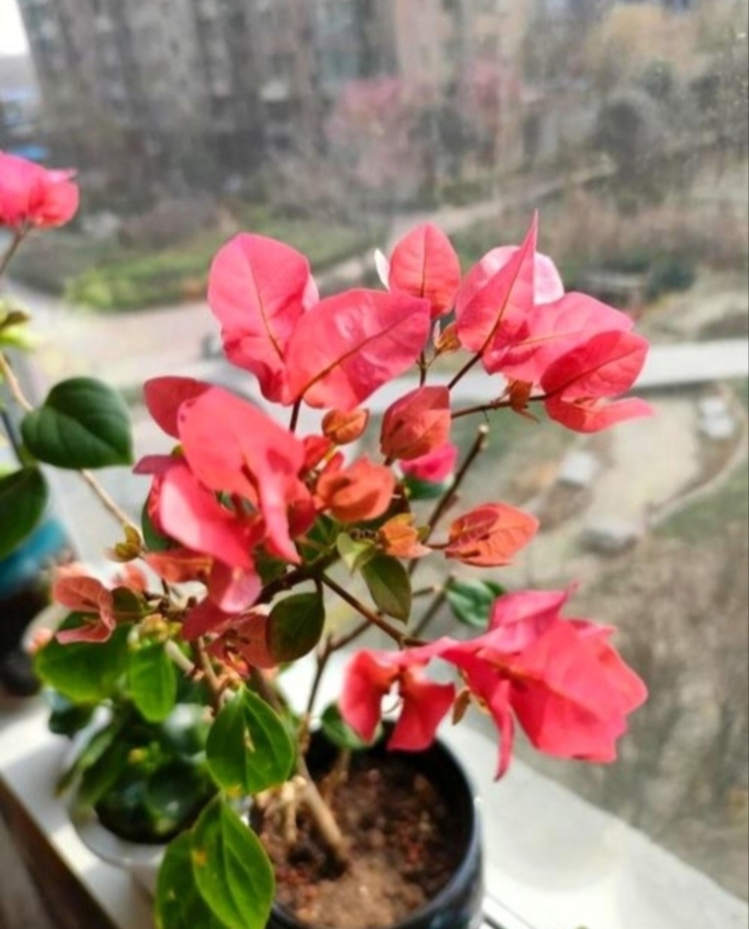 图片[10]-三角梅种植与养护全指南：从新手到爆花达人 - 爱思迪-景观设计兴趣星球-行业交流-爱思迪