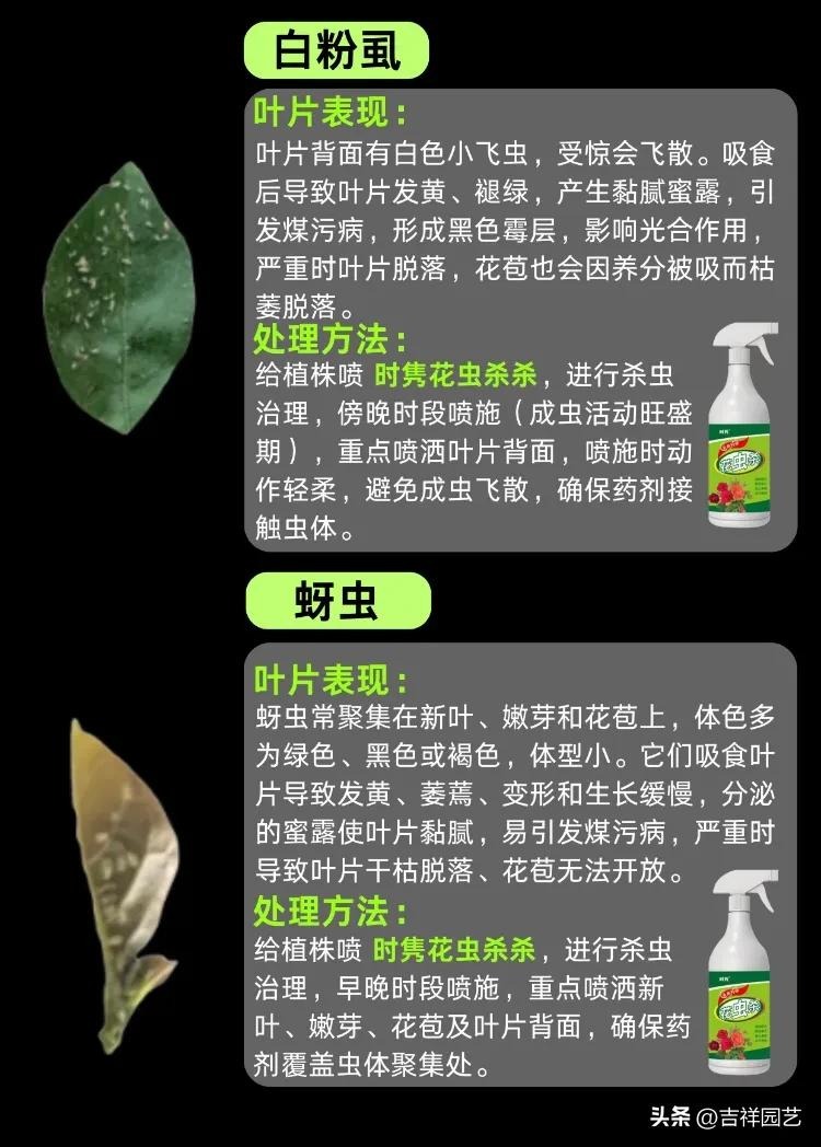 图片[9]-三角梅种植与养护全指南：从新手到爆花达人 - 爱思迪-景观设计兴趣星球-行业交流-爱思迪