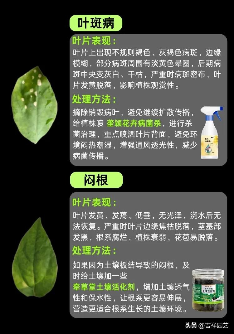 图片[8]-三角梅种植与养护全指南：从新手到爆花达人 - 爱思迪-景观设计兴趣星球-行业交流-爱思迪