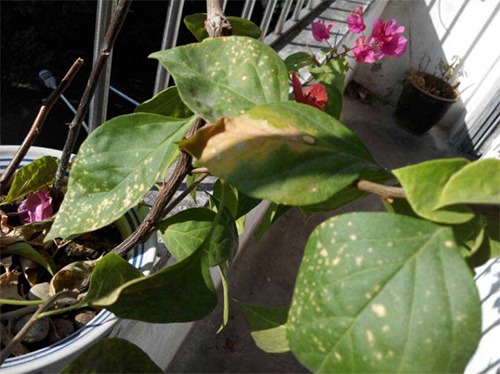 图片[7]-三角梅种植与养护全指南：从新手到爆花达人 - 爱思迪-景观设计兴趣星球-行业交流-爱思迪