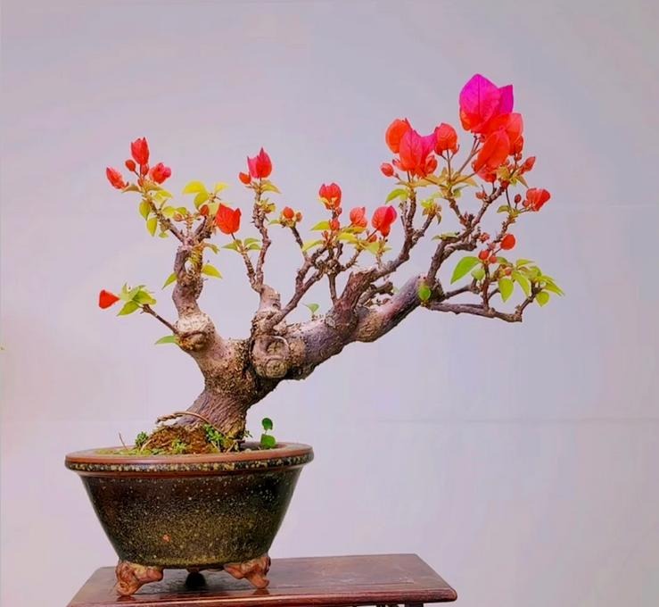 图片[6]-三角梅种植与养护全指南：从新手到爆花达人 - 爱思迪-景观设计兴趣星球-行业交流-爱思迪