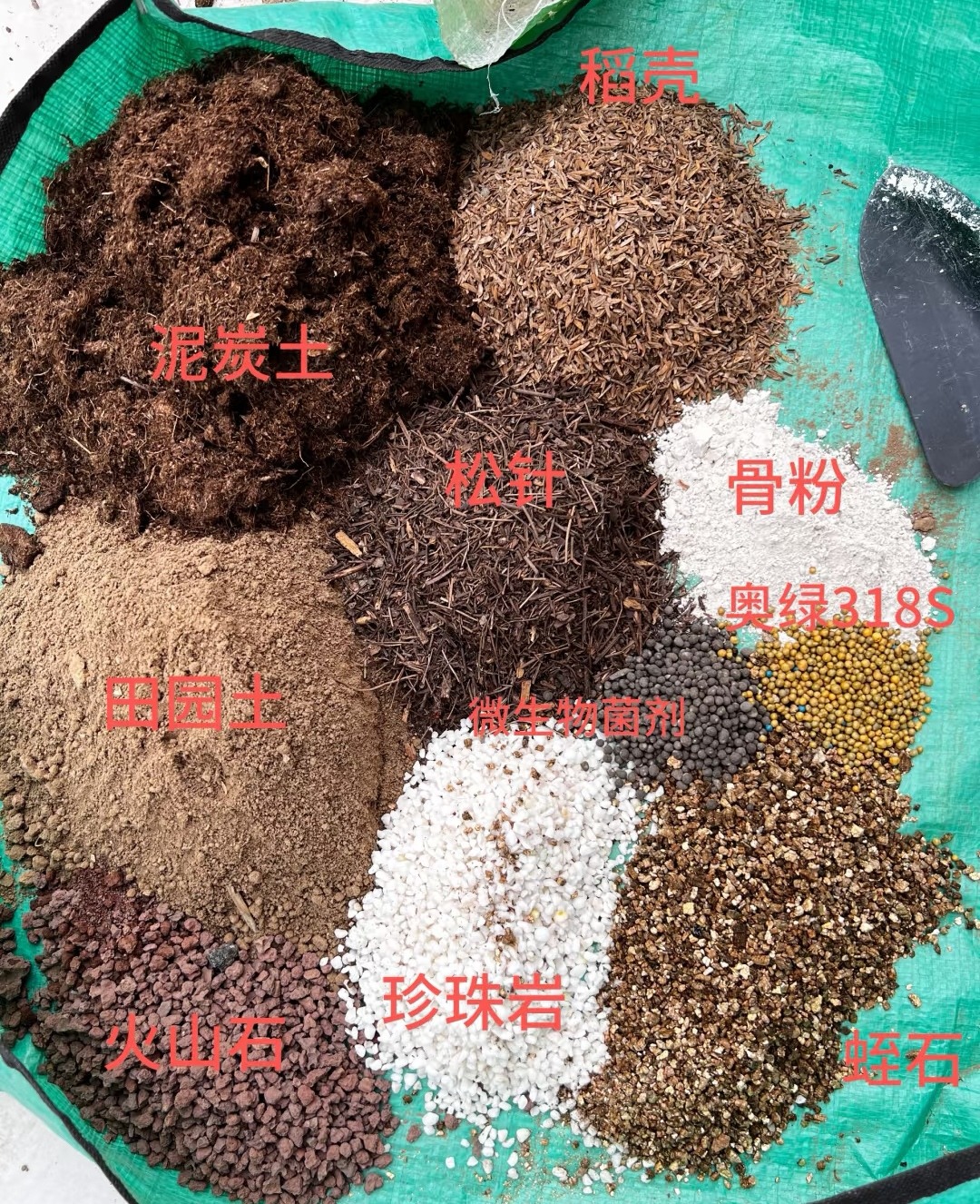 三角梅种植与养护全指南：从新手到爆花达人-爱思迪