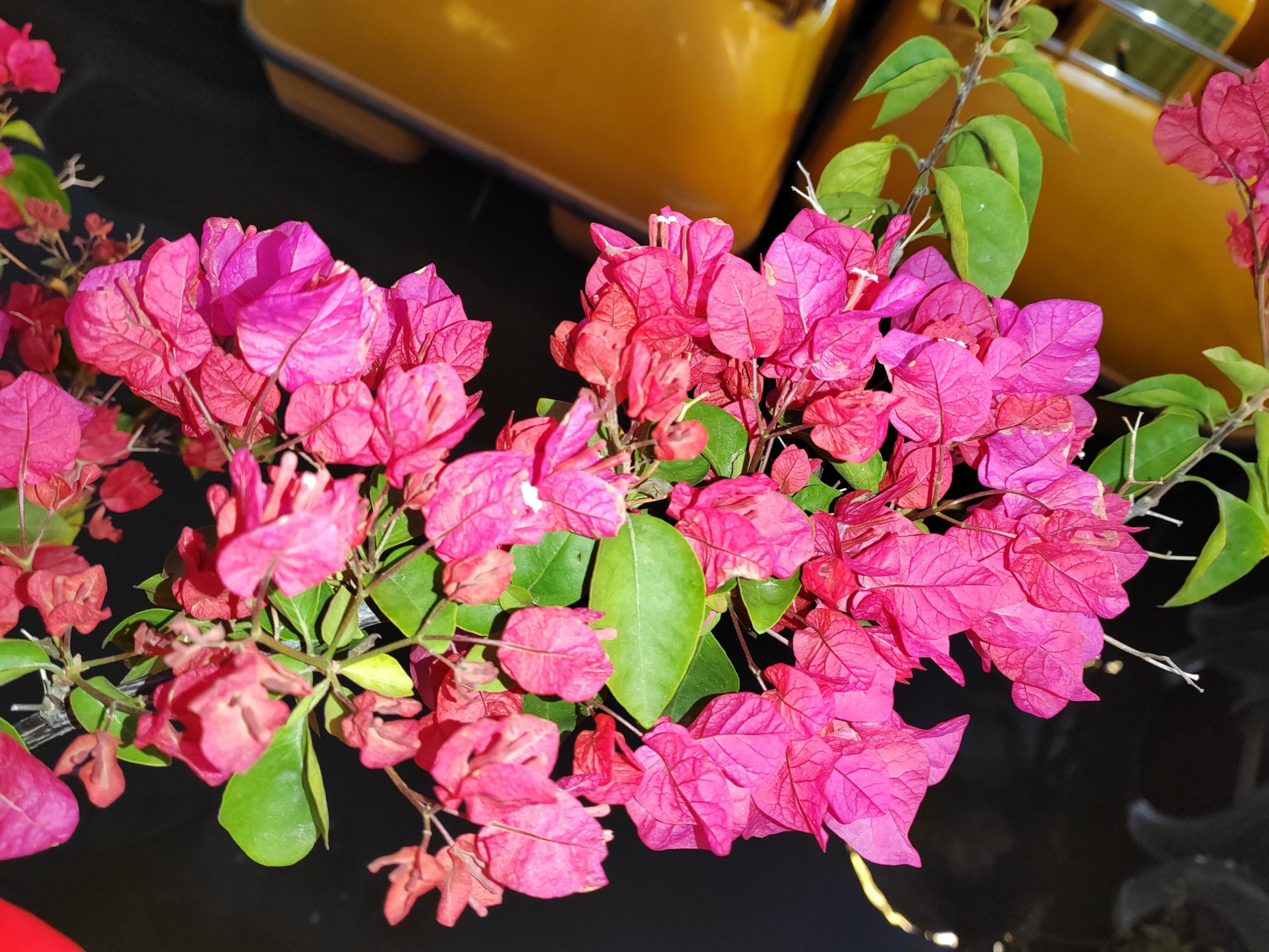 三角梅种植与养护全指南：从新手到爆花达人-爱思迪