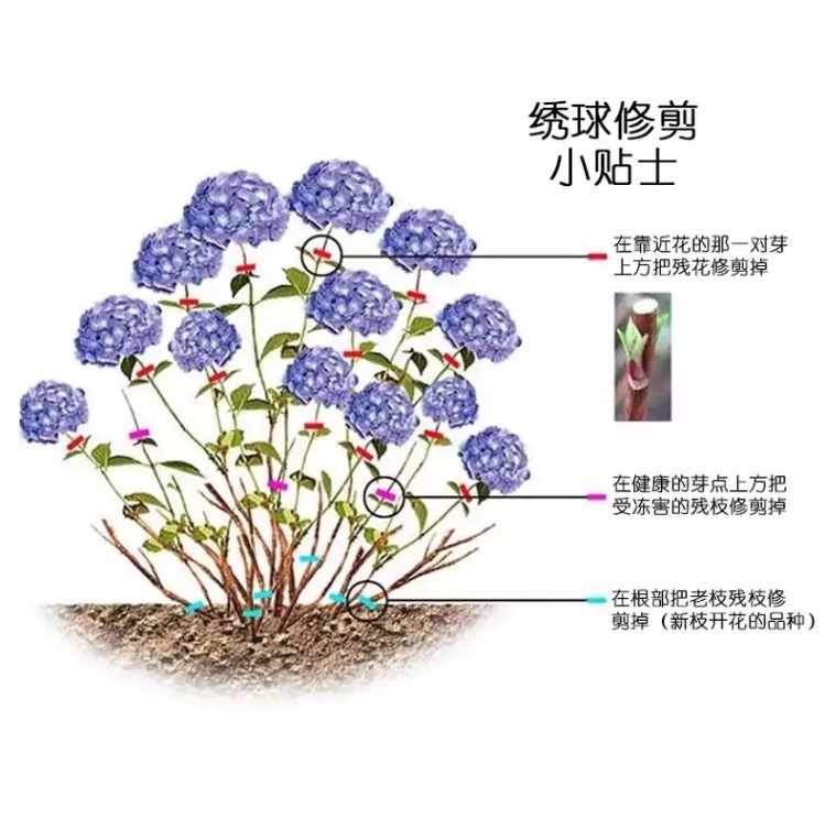 绣球花种植与养护全指南：从新手到高手，养出梦幻花海-由甫网