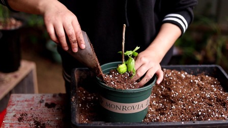 绣球花种植与养护全指南：从新手到高手，养出梦幻花海-由甫网