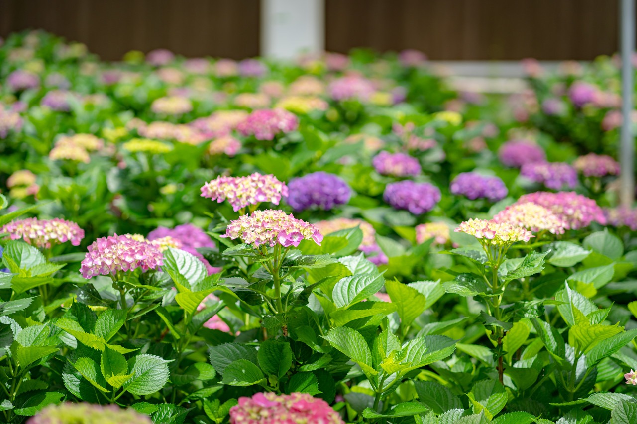 绣球花种植与养护全指南：从新手到高手，养出梦幻花海-由甫网