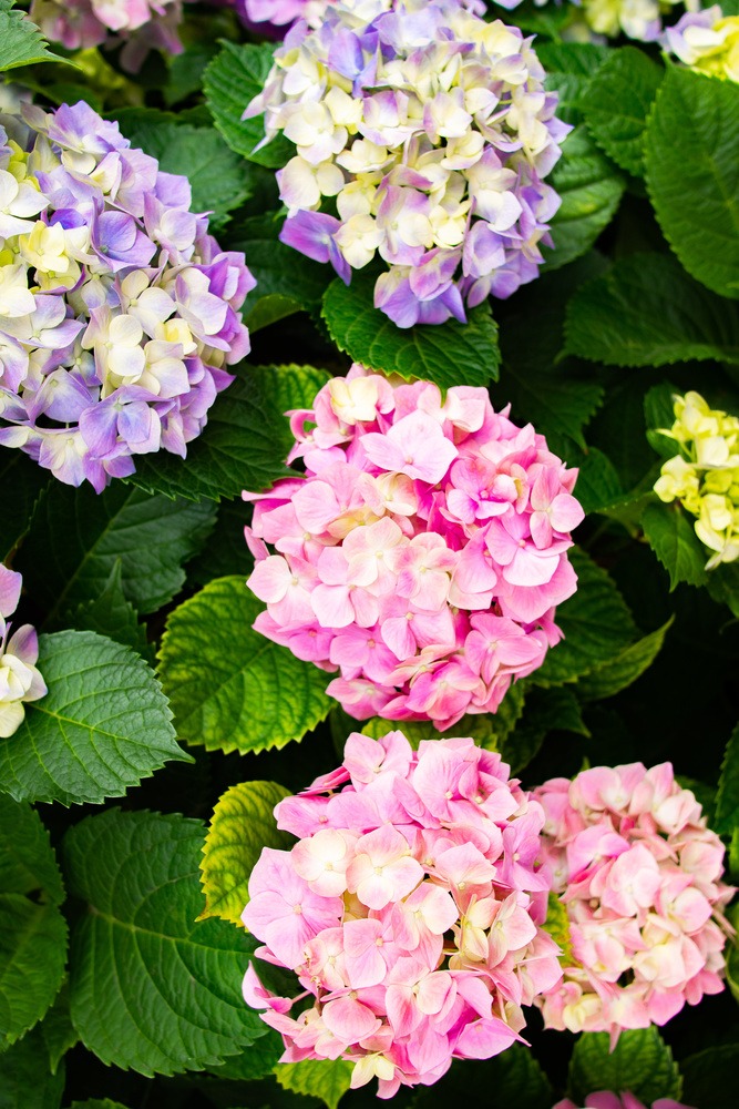 绣球花种植与养护全指南：从新手到高手，养出梦幻花海-由甫网