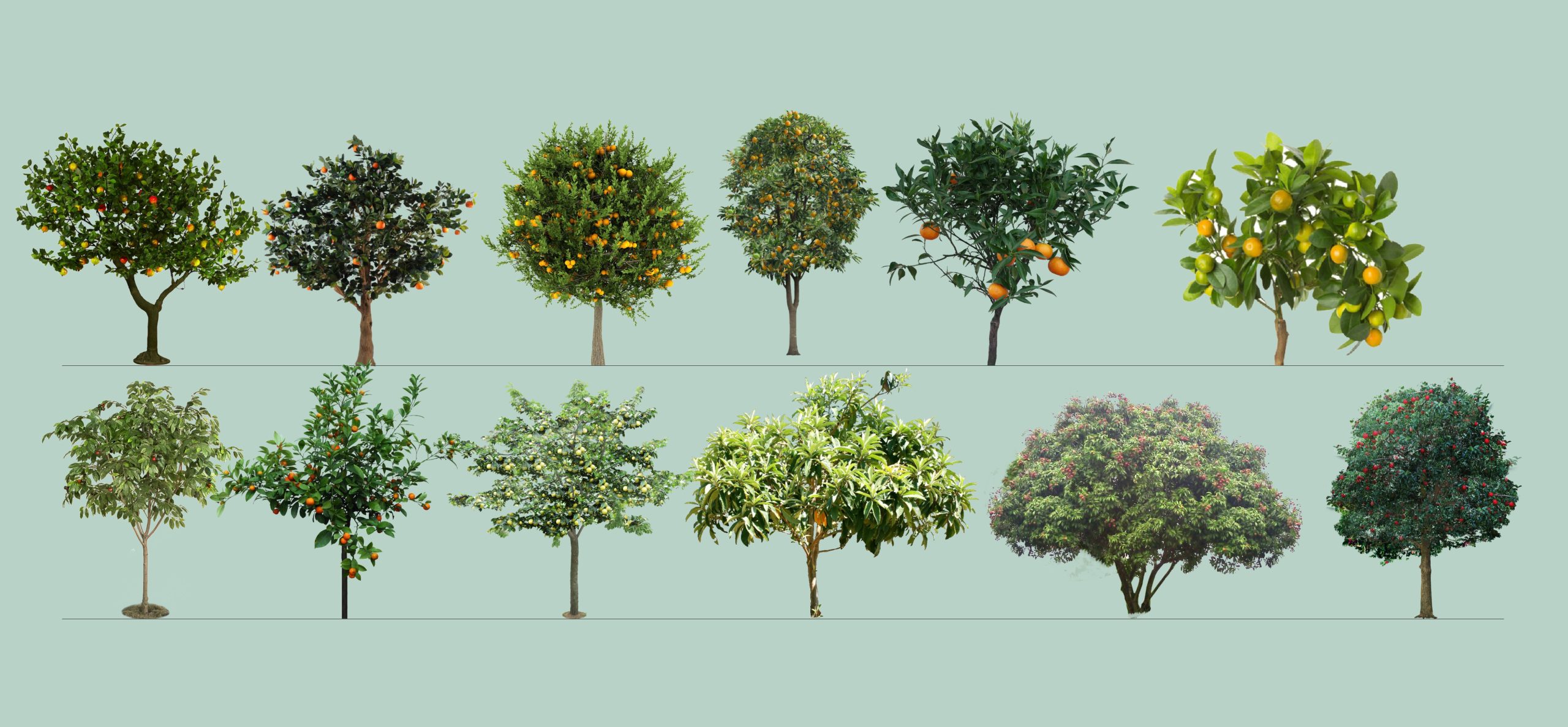 果树_苹果_梨_枇杷_橘子_石榴_荔枝SU模型-由甫网