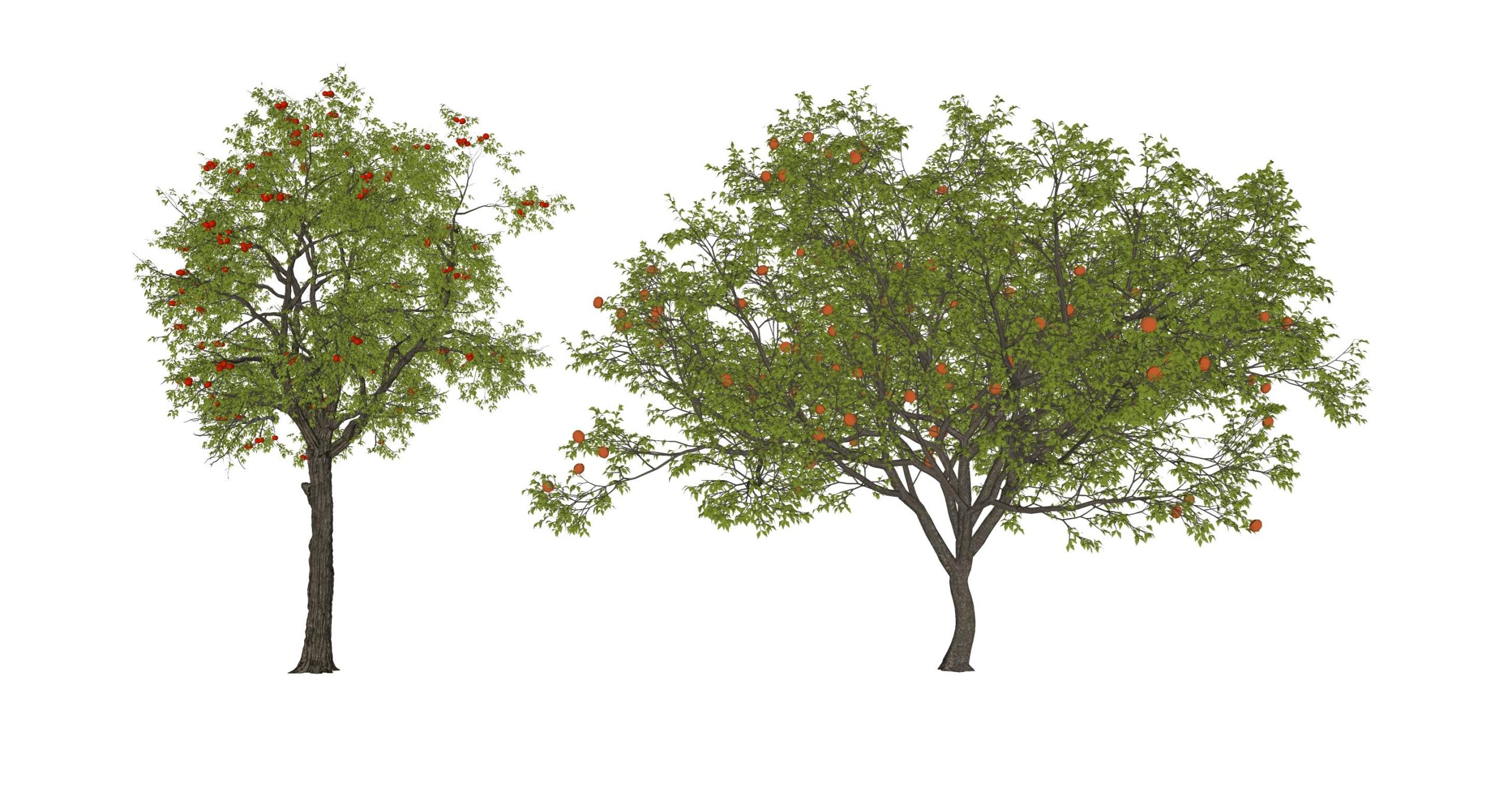 3D乔木 景观树 行道树 果树 石榴树 柿子树苹果树SU模型-由甫网