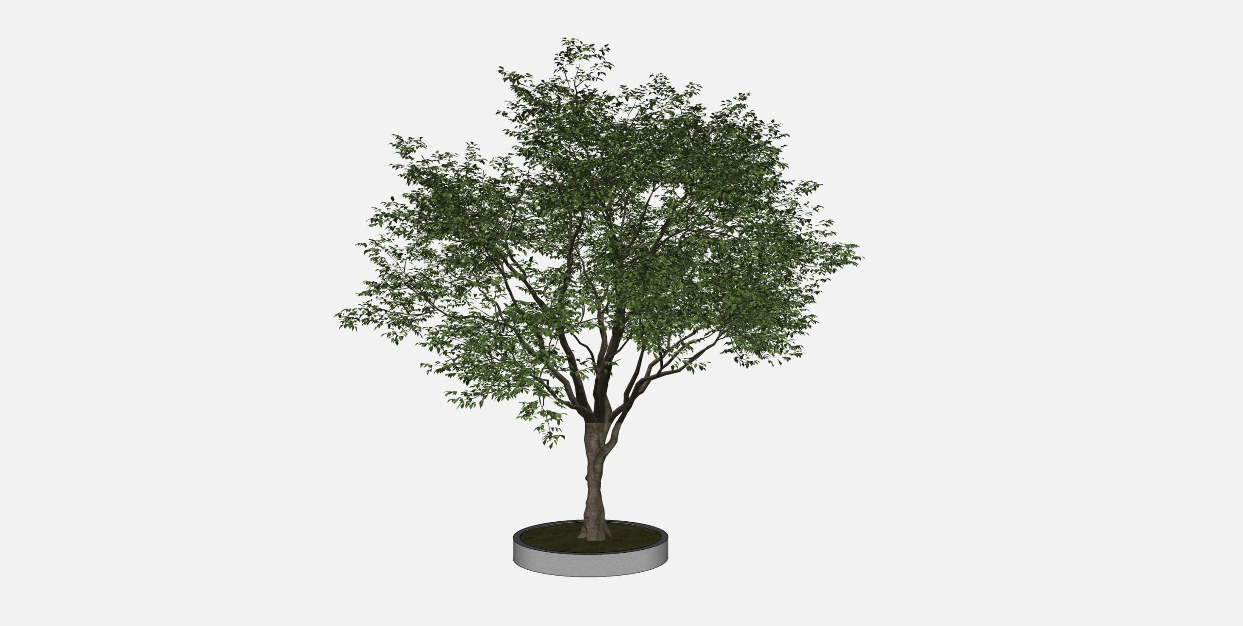 现代乔木 树木 景观树SU模型-由甫网