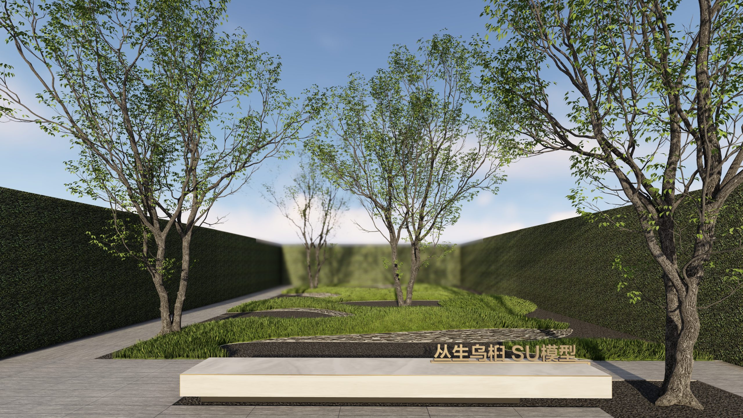 乔木_乌桕_丛生乌桕_景观树-由甫网