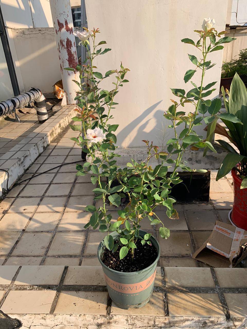 图片[6]-月季种植与养护全指南 - 由甫网-景观设计兴趣星球-行业交流-由甫网