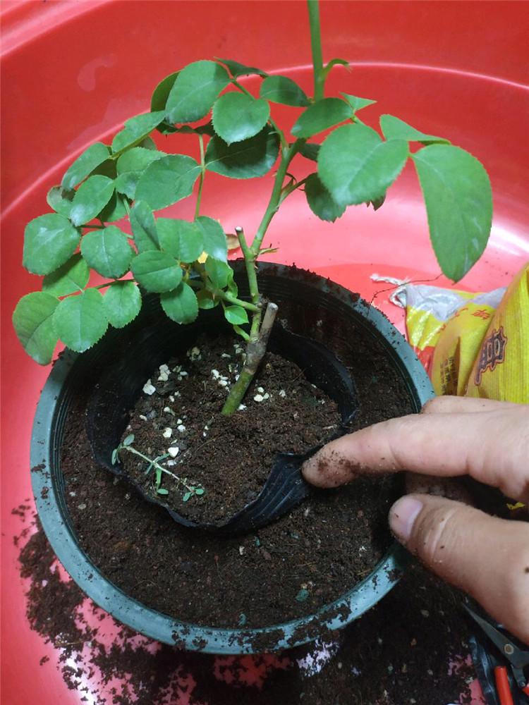 图片[7]-月季种植与养护全指南 - 由甫网-景观设计兴趣星球-行业交流-由甫网