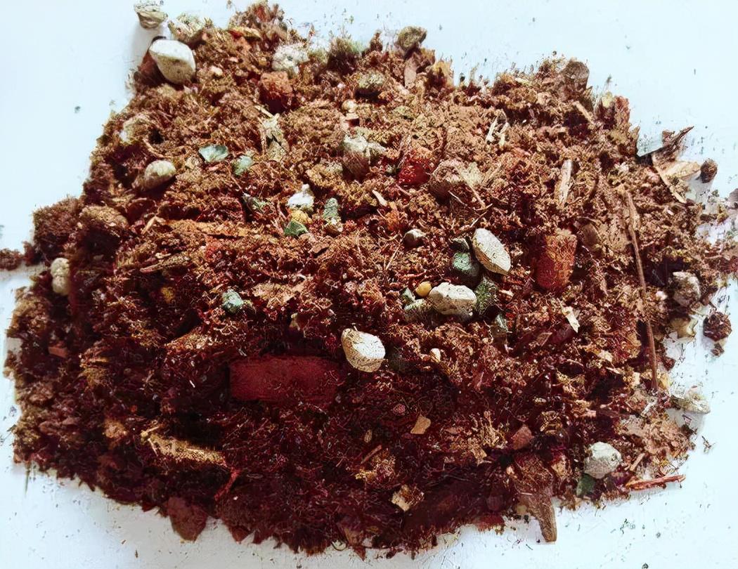图片[5]-月季种植与养护全指南 - 由甫网-景观设计兴趣星球-行业交流-由甫网