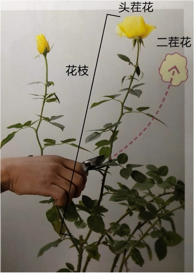 图片[9]-月季种植与养护全指南 - 由甫网-景观设计兴趣星球-行业交流-由甫网