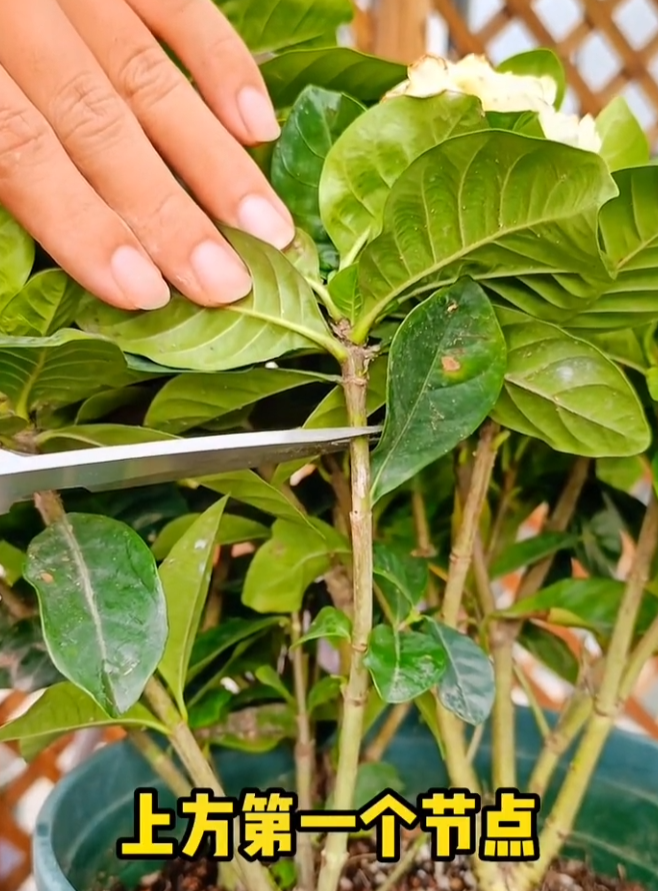 图片[3]-栀子花种植与养护全指南：新手必看保姆级攻略 - 由甫网-景观设计兴趣星球-行业交流-由甫网