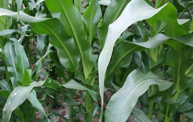 玉米种植与养护全指南（家庭+大田通用版）-由甫网